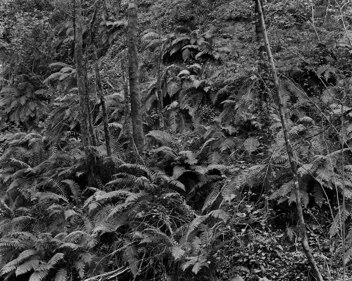 Fern undergrowth, 2021